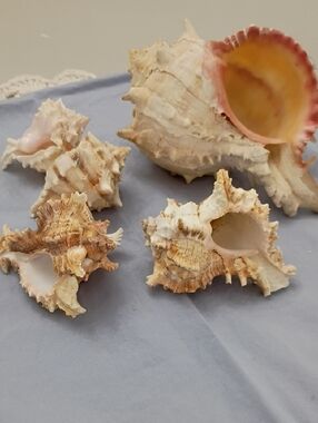 Natural Cream Sea Shell Decorative Set - Coastal Accent